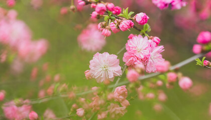 Abstract background with pink blossoming flowers in springtime in the garden. Green haze of leaves.