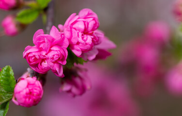Close up of branch with bright pink flowers on background with selective blurred focus.