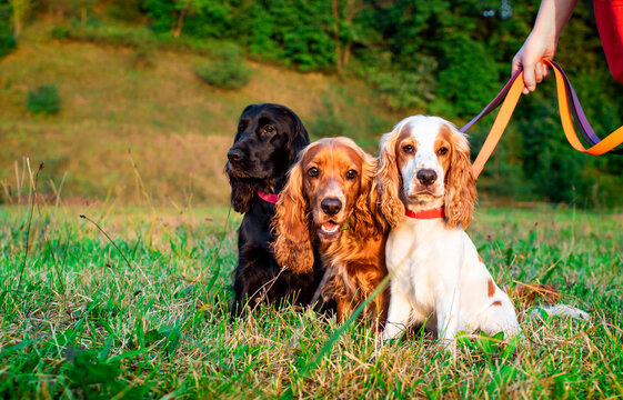 Three English cocker spaniel dogs are sitting on the lawn. The dog is kept by the owner on a leash. My puppies are 10 months old and have black, white, and red fur. Training. The photo is blurry.