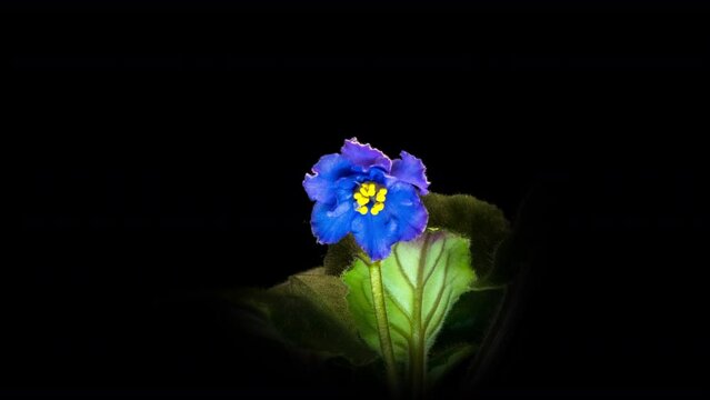 Blue purple flowers of Saintpaulia, commonly known as African violets. Parma violet blooms on a black background. time interval. Holiday decoration, gift. Ecology