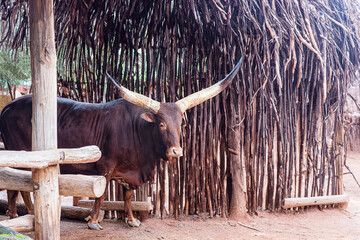 bull on the farm