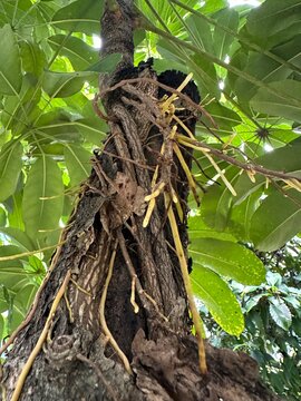 roots in the ground