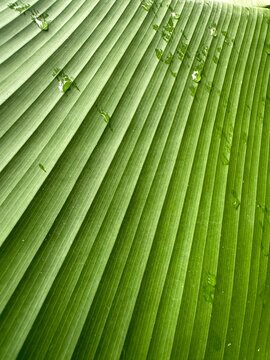 green leaf background