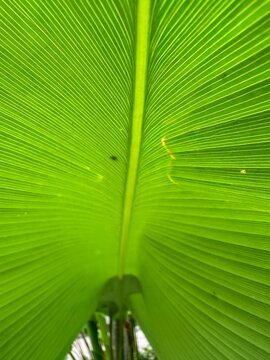 palm leaf background