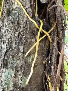 tree roots in the garden
