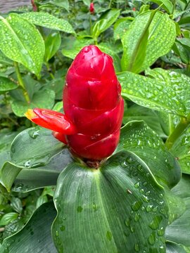 red rose with water drops