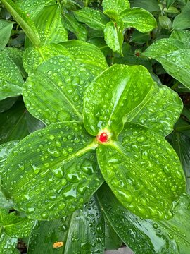 water drops on leaf
