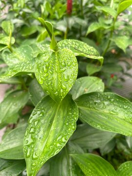leaves with drops