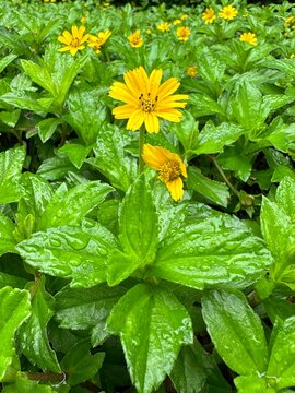 yellow flowers in the garden