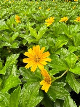 yellow flowers in the garden
