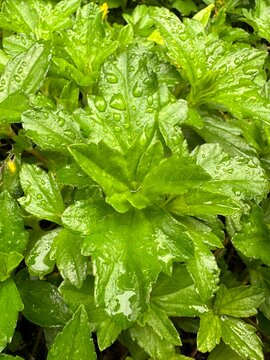 green lettuce leaves