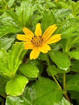yellow flower with dew drops