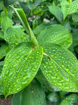 close up of green leaves