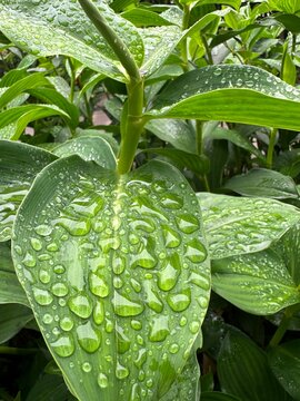 green leaves with water drops