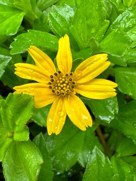 yellow flower with water drops