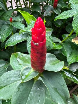 chili pepper plant