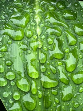water drops on green leaf