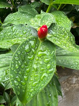water drops on a green leaf
