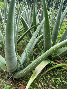 aloe vera plant