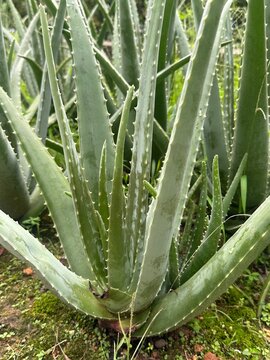 aloe vera plant