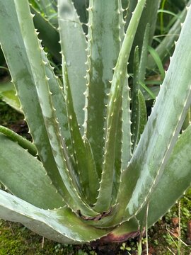 aloe vera plant