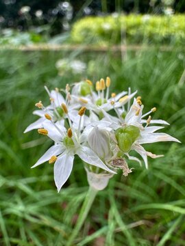 Flower coolor ,best flower 
