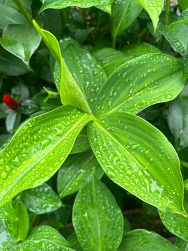 leaf with water drops