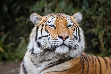 Ein Portrait mit Nahaufnahme eines Tigers