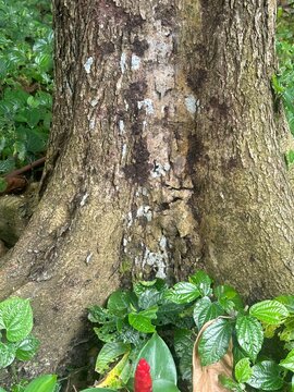 tree in the forest