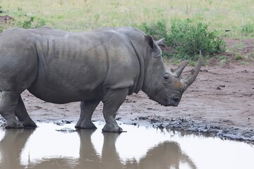 Das Nashorn an einem Wasserloch 