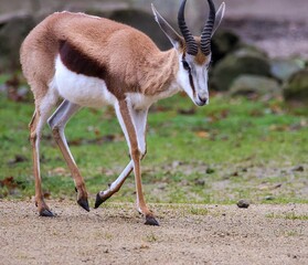 Die Antilope auf der Flucht 