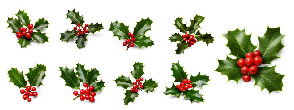 A collection of smooth and spiky green holly leaves with red berries for Christmas decoration on isolate transparency background, PNG