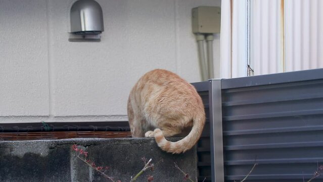 ブロック塀の上に座る野良猫