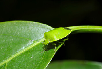 葉野上に鮮やかな深緑色のツヤアオカメムシの美しい姿（自然光＋ストロボ、マクロ接写撮影）