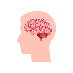 Human head with brain inside cartoon