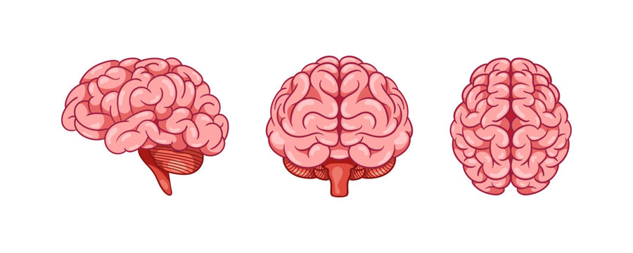  Human brain from different angle Isolated on White Background.