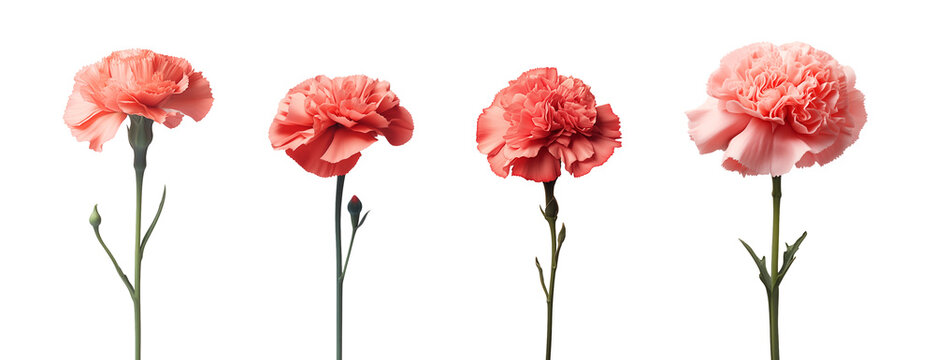 carnation