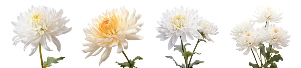 Chrysanthemum - obrazy, fototapety, plakaty