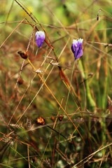 Fototapeta premium the tiny purple flowers in the field