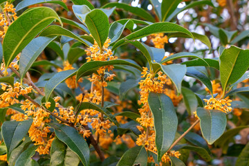 キンモクセイのオレンジ色の花
