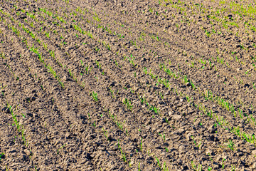 Field sown with winter crops in autumn.