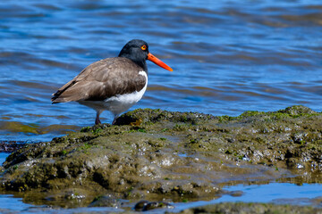 Magellanic oystercatcher (Haematopus leucopodus) , Chiloe-caulin bay, Lake District, Chile
