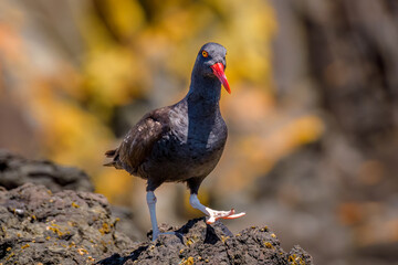 Blackish oystercatcher (Haematopus ater), Chiloe - Islotes de Punihuil, Lake District, Chile