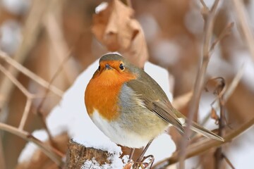 robin on a branch