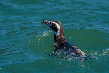 Humboldt penguin (Spheniscus humboldti), Los Lagos, Lake District, Chile