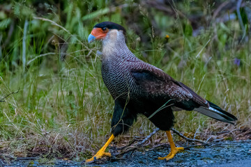 Crested caracara (Caracara plancus)
