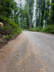 Fototapeta premium Narrow ghat road with high trees around Pandrimalai village close to the popular tourist destination Kodaikanal. Focus on foreground