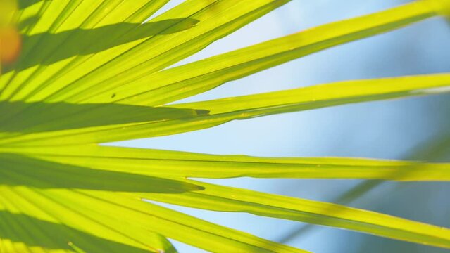 Abstract Leaves Texture. Fresh Exotic Tree Foliage. Tropical Leaf Nature Background. Close up.