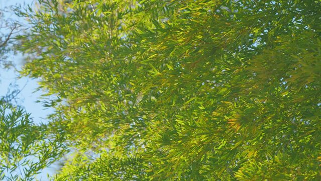 Bamboo Leaves On The Daytime Sky Background. Bamboo Leaves And Bright Blue Sky. Still.