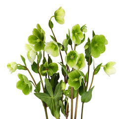 Green hellebore flowers, buds and leaves isolated on white or transparent background